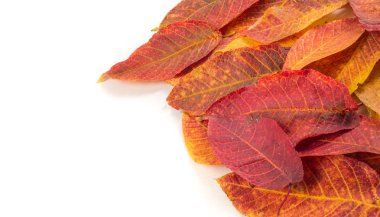 Doku, arka plan, desen. Ahşap farklı türde sonbahar yaprakları 