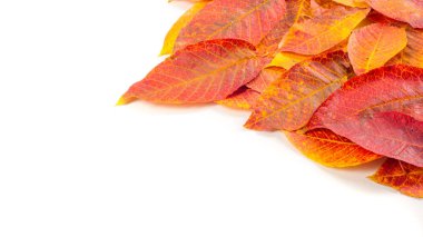 Doku, arka plan, desen. Sonbahar. kiraz yaprakları yaprakları beyaz izole arka planda