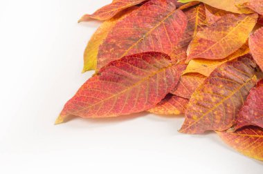 Doku, arka plan, desen. Ahşap farklı türde sonbahar yaprakları 