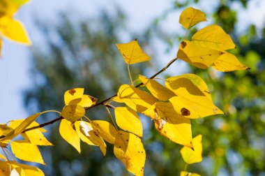 Doku, arka plan, desen. Ihlamur ağacının sarı sonbahar yaprakları
