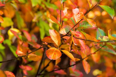Doku, arka plan, desen. Ağaçlarda sonbahar, güzel sıkıcı zaman, parlak yaprakları dalları, yeşil kırmızı sarı