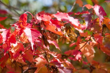 Doku, arka plan, desen. Akçaağaç Sonbahar ağaçta bırakır.