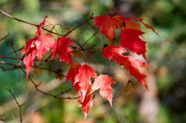 Doku, arka plan, desen. Akçaağaç Sonbahar ağaçta bırakır.