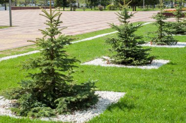 Doku arka plan görüntüsü, bahar manzara. Genç Noel ağaçları