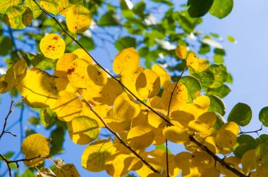 Doku, arka plan, desen. Lindens sonbahar yaprakları bir ağaçta sarıdır. Sayaç ışıkta fotoğraflandı. Linden, kireç, sahte, sahte, stumer, ıhlamur ağacı