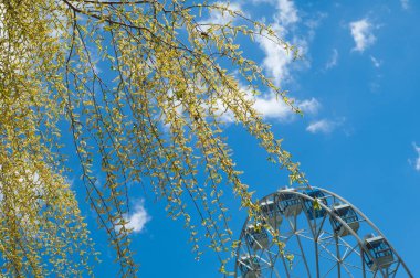 Arka plan resmi, bahar manzara, gökyüzü arka plan üzerinde küpeli söğüt dalı doku. Çiçekli willow. Ağlayan ağaç bahar söğüt. Çiçek - küpe. Dönme dolap içinde belgili tanımlık geçmiş