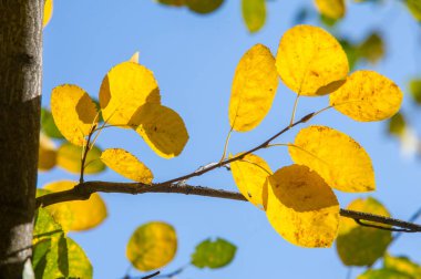 Doku, arka plan, desen. Ihlamur ağacının sarı sonbahar yaprakları