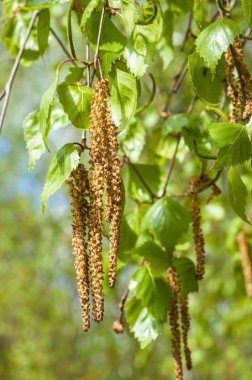 Arka plan resmi, bahar peyzaj, ağaçlar ilk yaprak dokusu