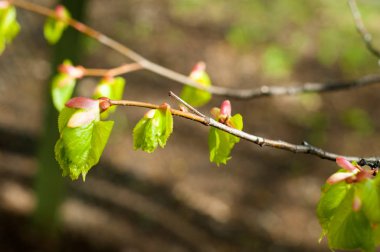 Arka plan resmi, bahar peyzaj, ağaçlar ilk yaprak dokusu
