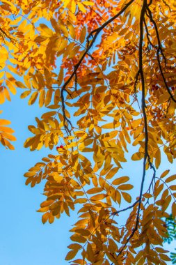 Doku, arka plan, desen. Kırmızı sarı yeşil ağaç yaprak. Rowan