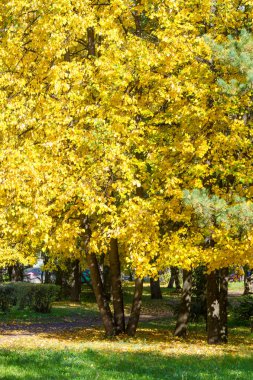 Doku, arka plan, desen. Lindens sonbahar yaprakları bir ağaçta sarıdır. Sayaç ışıkta fotoğraflandı. Linden, kireç, sahte, sahte, stumer, ıhlamur ağacı