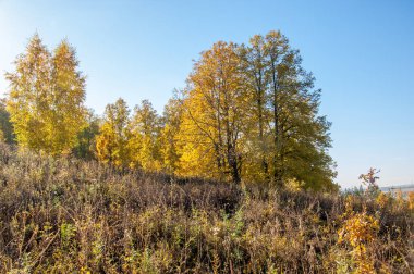 Sonbahar manzara, ağaç meşe akçaağaç sonbahar renkleri, eski çim boyanmıştı. Güzel renkli sonbahar yaprakları yeşil, sarı, turuncu, kırmızı topluluğu