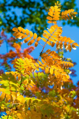 Doku, arka plan, desen. Mountain ash, sarı kırmızı yakut yaprak. Gül ailesinin bileşik yaprak, beyaz çiçekler ve kırmızı meyveler ile küçük bir yaprak döken ağaç.