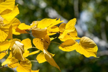 Doku, arka plan, desen. Lindens sonbahar yaprakları bir ağaçta sarıdır. Sayaç ışıkta fotoğraflandı. Linden, kireç, sahte, sahte, stumer, ıhlamur ağacı