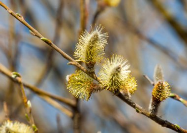 Bahar manzara. Willows şişmiş tomurcukları. Parlak sarı çiçek tomurcukları söğüt