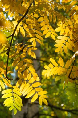 Doku, arka plan, desen. Mountain ash, sarı kırmızı yakut yaprak. Gül ailesinin bileşik yaprak, beyaz çiçekler ve kırmızı meyveler ile küçük bir yaprak döken ağaç.