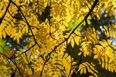 Doku, arka plan, desen. Kırmızı sarı yeşil ağaç yaprak. Rowan