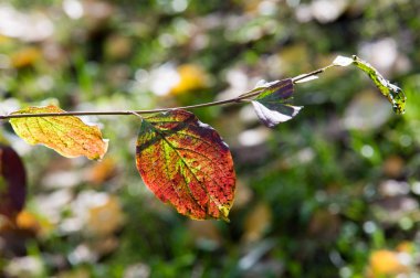 Doku, arka plan, desen. Bir ağaç üzerinde sarı kırmızı sonbahar yaprakları. Güzel sıcak fotoğraf