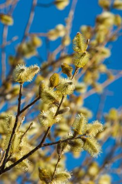 Bahar manzara. Willows şişmiş tomurcukları. Parlak sarı çiçek tomurcukları söğüt