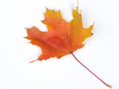 Doku, arka plan, desen. Beyaz bir arka planda izole yaprakları sonbaharda. Akçaağaç. Kırmızı sarı yapraklar