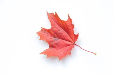 Doku, arka plan, desen. Beyaz bir arka planda izole yaprakları sonbaharda. Akçaağaç. Kırmızı sarı yapraklar