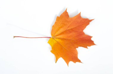 Doku, arka plan, desen. Sarı kırmızı akçaağaç beyaz zemin üzerine bırakır. Autumn'un fotoğraf