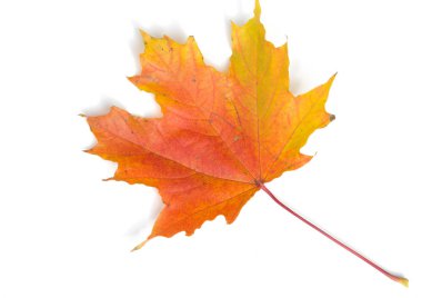 Doku, arka plan, desen. Sarı kırmızı akçaağaç beyaz zemin üzerine bırakır. Autumn'un fotoğraf