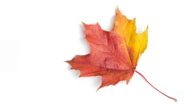 Doku, arka plan, desen. Beyaz bir arka planda izole yaprakları sonbaharda. Akçaağaç. Kırmızı sarı yapraklar