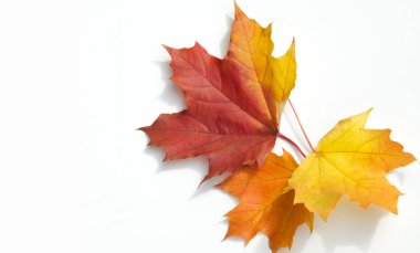 Doku, arka plan, desen. Sarı kırmızı akçaağaç beyaz zemin üzerine bırakır. Autumn'un fotoğraf