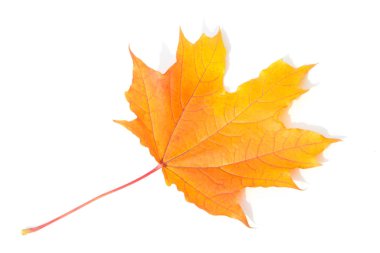 Doku, arka plan, desen. Sarı kırmızı akçaağaç beyaz zemin üzerine bırakır. Autumn'un fotoğraf