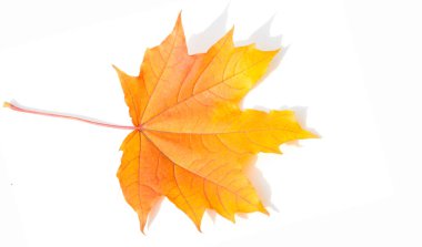 Doku, arka plan, desen. Sarı kırmızı akçaağaç beyaz zemin üzerine bırakır. Autumn'un fotoğraf