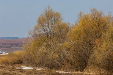 Bahar manzara. Willows şişmiş tomurcukları. Parlak sarı çiçek tomurcukları söğüt