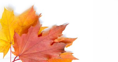 Doku, arka plan, desen. Sarı kırmızı akçaağaç beyaz zemin üzerine bırakır. Autumn'un fotoğraf