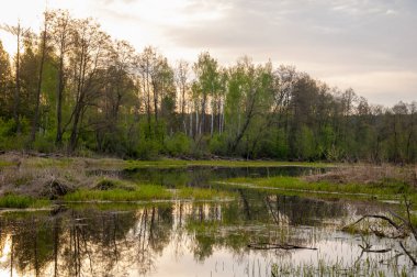 Bahar catering. Bir güzel bahar yatay bir bataklık, gündoğumu. Yeşil orman ve bulutlu gökyüzü bulutlu. Açık havada doğal çevre kavramı.