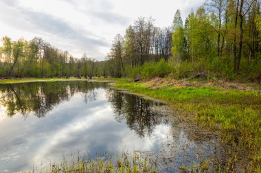 Bahar manzara. Bir güzel bahar yatay bir bataklık, gündoğumu. Yeşil orman ve bulutlu gökyüzü bulutlu. Açık havada doğal çevre kavramı.