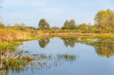 Bahar manzara. Bir güzel bahar yatay bir bataklık, gündoğumu. Yeşil orman ve bulutlu gökyüzü bulutlu. Açık havada doğal çevre kavramı.