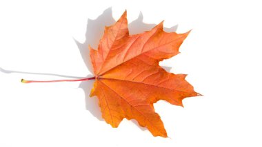 Doku, arka plan, desen. Beyaz bir arka planda izole yaprakları sonbaharda. Akçaağaç. Kırmızı sarı yapraklar