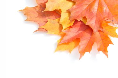 Doku, arka plan, desen. Sarı kırmızı akçaağaç beyaz zemin üzerine bırakır. Autumn'un fotoğraf