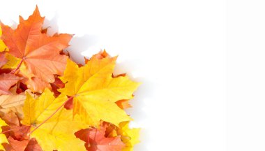 Doku, arka plan, desen. Sarı kırmızı akçaağaç beyaz zemin üzerine bırakır. Autumn'un fotoğraf