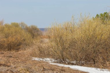 Bahar manzara. bahar alanında son kar. engebeli arazi. ağaçların yaprakları olmadan. ilk sıcak günleridir