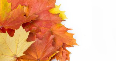 Doku, arka plan, desen. Sarı kırmızı akçaağaç beyaz zemin üzerine bırakır. Autumn'un fotoğraf