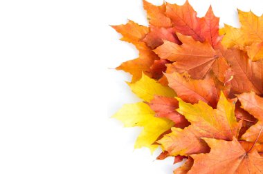 Doku, arka plan, desen. Sarı kırmızı akçaağaç beyaz zemin üzerine bırakır. Autumn'un fotoğraf