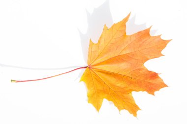 Doku, arka plan, desen. Sarı kırmızı akçaağaç beyaz zemin üzerine bırakır. Autumn'un fotoğraf