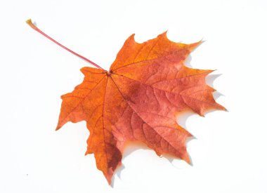 Doku, arka plan, desen. Sarı kırmızı akçaağaç beyaz zemin üzerine bırakır. Autumn'un fotoğraf