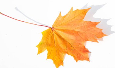 Doku, arka plan, desen. Sarı kırmızı akçaağaç beyaz zemin üzerine bırakır. Autumn'un fotoğraf