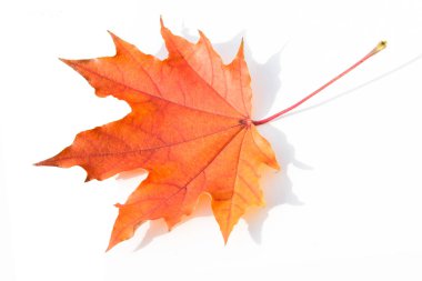 Doku, arka plan, desen. Sarı kırmızı akçaağaç beyaz zemin üzerine bırakır. Autumn'un fotoğraf