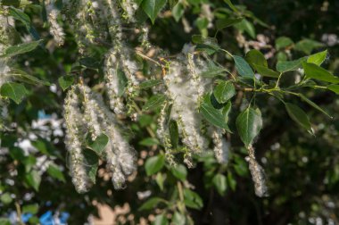 Yaz manzara. Kavak kabartmak. Kavak kabartmak alerji için sorumlu değil, yaz kavak kabartmak ile başlar. Sihirli kavak. Gizemli kavak kabartmak