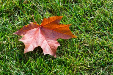 Doku, arka plan, desen. Yere sarı kırmızı sonbahar yaprakları, güzel halı sonbahar yaprakları