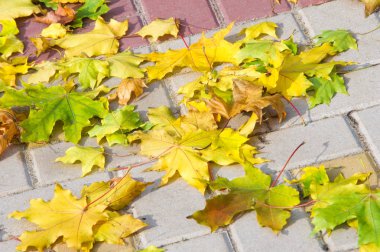 Doku, arka plan, desen. Sonbahar yaprakları yaprakları yere. Kırmızı sarı yakut