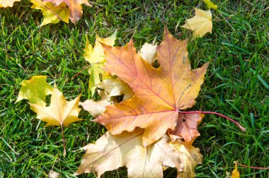 Doku, arka plan, desen. Sonbahar. Çimlerin üstünde sarı sonbahar yaprakları. Sonbahar yaprakları güzel bir halı